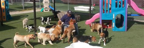 las vegas doggy day care.